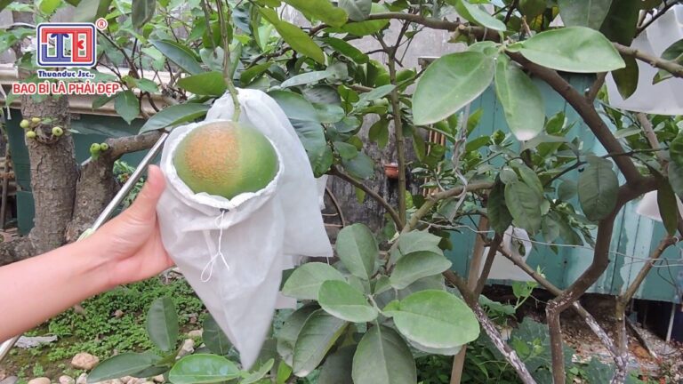 túi vải không dệt bọc trái cây